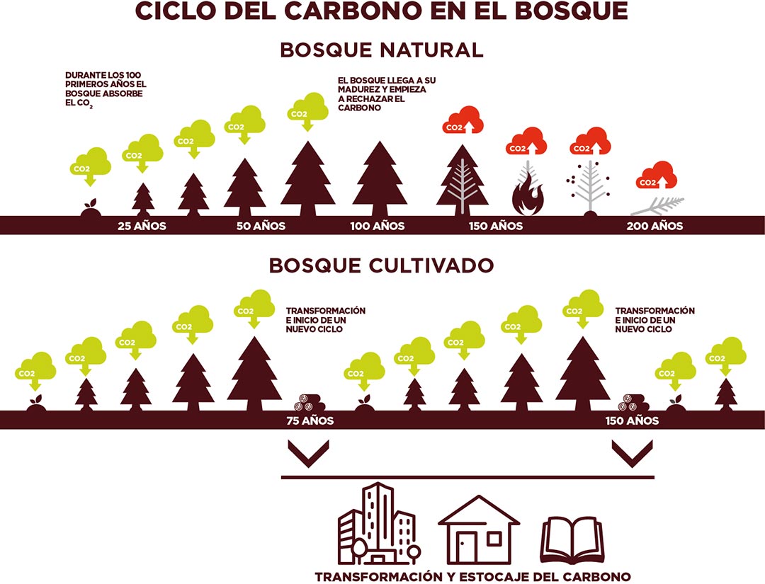 Cicle del carbono en el bosque - Vive la Madera