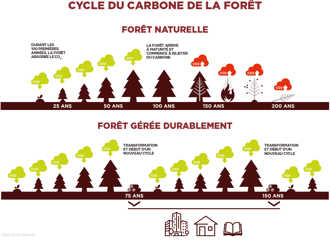 Cycle du carbone de la forêt - Vivre en Bois